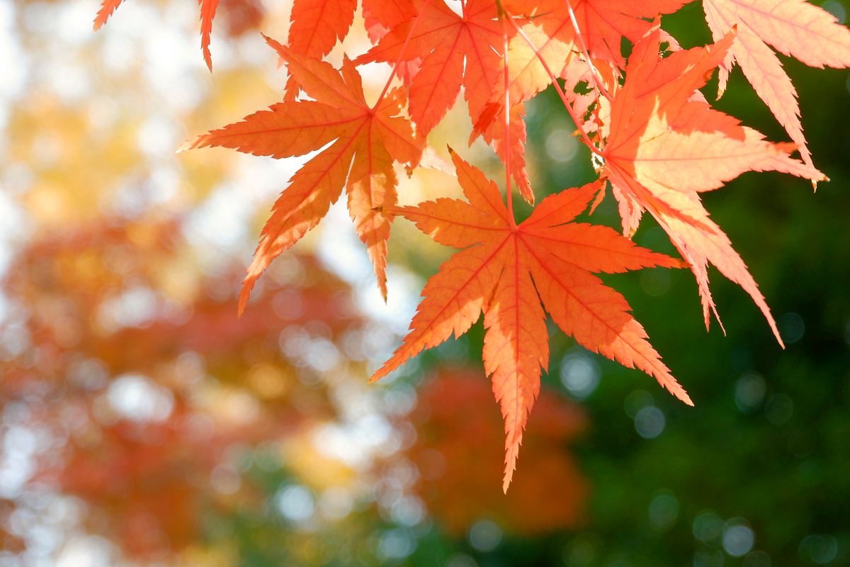Gotokuji autumn